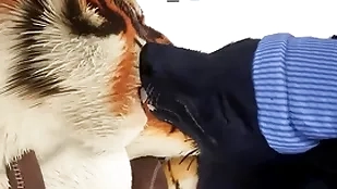 Cleopatra gives tiger an at cock crow christmas present - wildlife