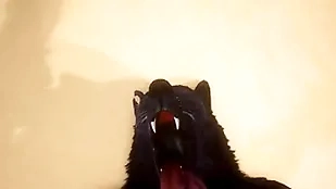 Pov two joyful wolves shafting - wildlife